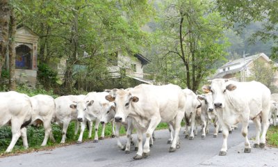 Giovedì a Prato Nevoso la settima edizione di “Caluma el vache”