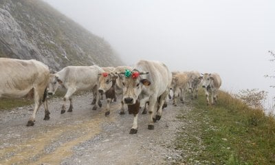 Le difficoltà dell’agricoltura di montagna e della zootecnia a “Caluma el vache” a Prato Nevoso