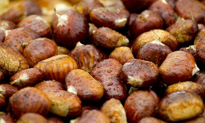 Annata incerta per la castagna cuneese: Coldiretti fa il punto in un convegno
