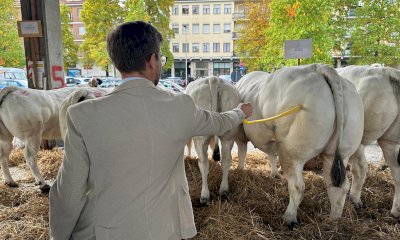 Alba, premiati gli allevatori della 102esima Rassegna Bovina