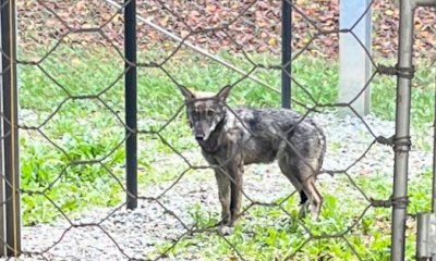 Una cucciola di lupo abiterà al Centro di Entracque: troppo “domestica” per sopravvivere in natura