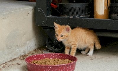 Sonniferi nella pappa del gattino randagio, ma era “a fin di bene”. L’imputata va assolta