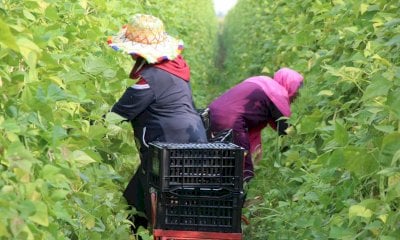 Decreto flussi, per gli imprenditori scatta l’inibizione se utilizzano lavoratori stranieri senza contratto