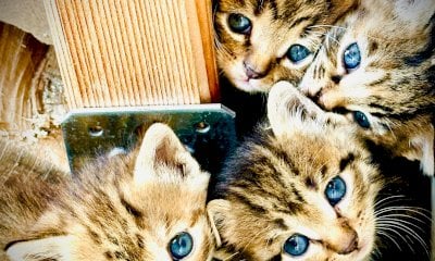 Ad Alba i veterinari insegnano a parlare la “lingua” dei gatti