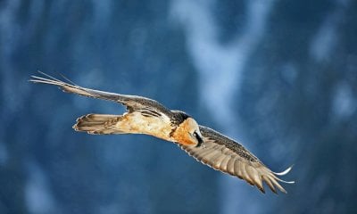 La montagna a testa in su per il censimento internazionale del gipeto