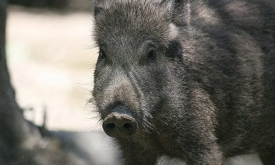 Assalito da un cinghiale, muore un cacciatore