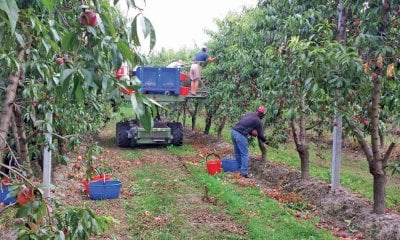 Confagricoltura Cuneo: “Bene le misure del governo sull’ingresso di lavoratori stranieri”