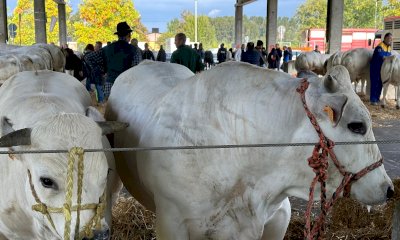 “Ama la carne”, torna la rassegna gastronomica che celebra la Sottorazza Albese