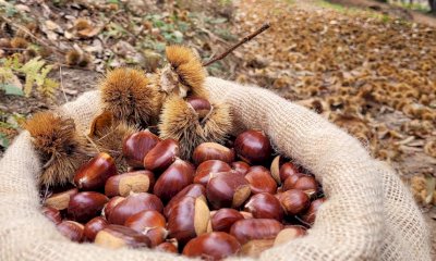 Chiusa Pesio: sabato dimostrazione di macchine e attrezzature per la gestione del castagneto