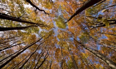 “Il bosco al museo”: un pomeriggio alla scoperta dei segreti delle foreste a Revello