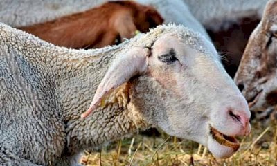 Blue tongue e impatto sugli allevamenti, se ne parla a Fossano