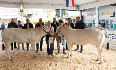 La Mostra Nazionale della Razza Piemontese premia i bovini migliori a Fossano