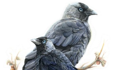 Cherasco, ecco i vincitori del Concorso per il Calendario Naturalistico