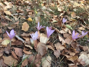 Cielo tendenzialmente sereno oggi, più nuvoloso con qualche piovasco nei prossimi giorni