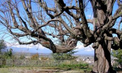 Il Piemonte celebra la festa degli alberi ampliando il record delle piante monumentali: 80 in più