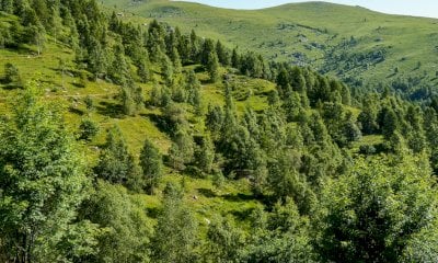 I Boschi Serre di Ostana e della Formica, patrimoni da salvare grazie a Robin Wood e alle Foreste Condivise