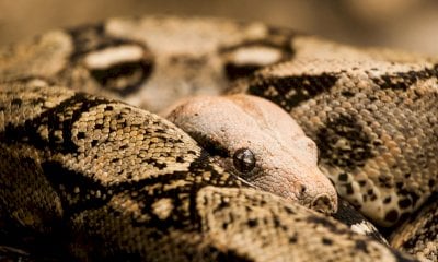 Un “incontro ravvicinato” con i rettili al Parco Safari delle Langhe