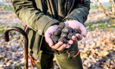 L'Atl del Cuneese lancia un nuovo progetto di promozione del tartufo nero