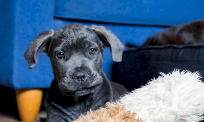 “Lo spacciatore picchiava il suo cane, l’ho denunciato per quello”