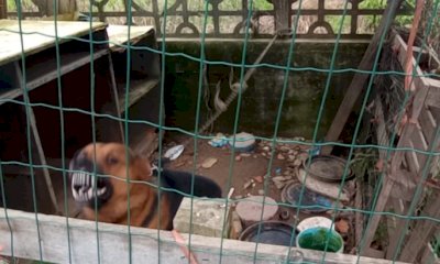 Cane detenuto in un box fatiscente tra feci e rifiuti, denunciata una donna di Genola