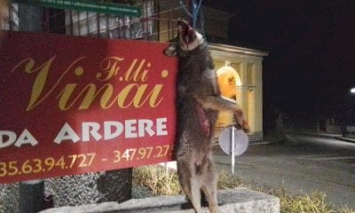 Carcassa di lupo appesa, la macabra scoperta all’ingresso di Frabosa Soprana