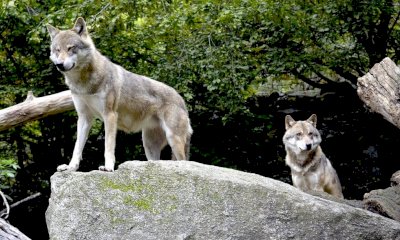 Lupo appeso a un cartello come un “trofeo”, l’Enpa attacca: “C’è una vera coalizione anti-lupo”