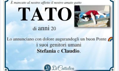 “Addio Tato”: la famiglia ricorda il micio con un manifesto funebre (ma a Cuneo non si può)