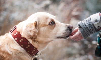 Una bacheca pubblica per ricordare gli animali d'affezione: la proposta arriva in Consiglio comunale
