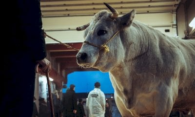 A Carrù la Fiera del Bue Grasso: eventi per tutto il weekend