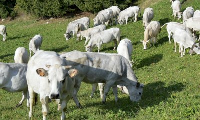 La Piemontese protagonista di eventi e sulle tavole delle Feste, ma la razza va sostenuta