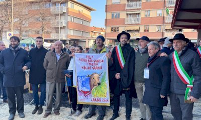 Razza piemontese, Cia Cuneo: 