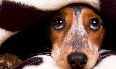 Botti e petardi, la LAV di Cuneo a Capodanno offre supporto agli animali e ai loro custodi