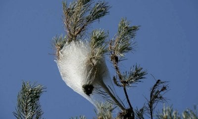 Clima secco e niente neve, prolifera la processionaria: i consigli del Parco Alpi Marittime