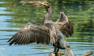 Racconigi, dal Comune contributi alle associazioni di pesca sportiva danneggiate dal cormorano