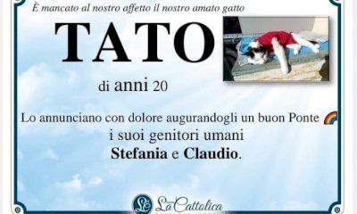 La storia del gatto Tato sbarca a