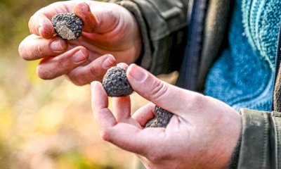 Il tartufo nero del Cuneese: un tesoro della natura