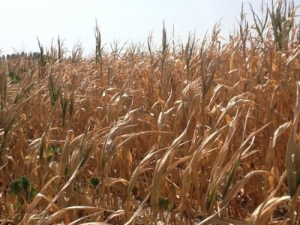 Siccità: deroghe per la concessione dell’acqua d’irrigazione nell’area tra Cuneo, Boves e Peveragno