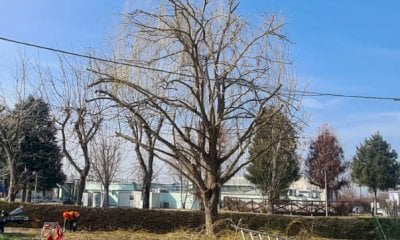 Ad Alba lavori di manutenzione del verde cittadino