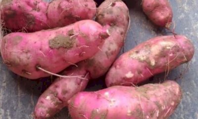 La batata rossa di Caraglio al centro del nuovo show cooking di Coldiretti Cuneo