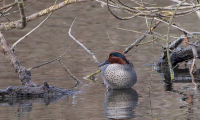 Diciassette specie differenti di uccelli acquatici presenti nel Parco del Monviso