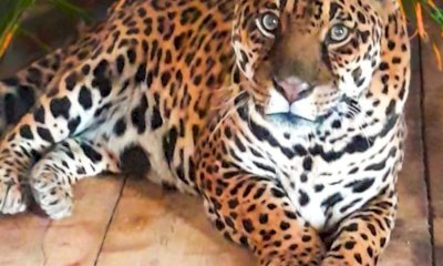 Regina compie 23 anni: un giaguaro da record al Parco Safari delle Langhe