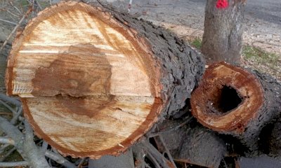 Cuneo, disposti nuovi abbattimenti di alberi. Il Comune: 