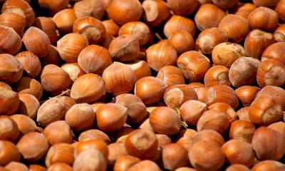 Nocciole in crisi, Coldiretti Cuneo: 