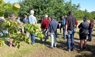 Recupero dei castagneti da frutto, contributi dal Comune di Borgo San Dalmazzo