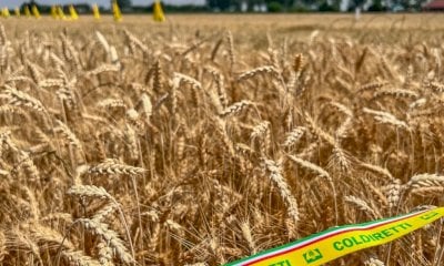 Coldiretti Piemonte: “Sos invasione di grano canadese”