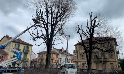 Savigliano, intervento su due tigli dell'Ara della vittoria