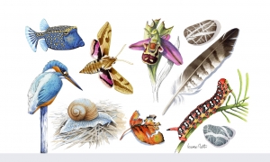 Bra: al Museo Craveri corso di disegno naturalistico con Lorenzo Dotti