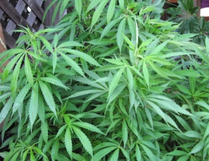 In Piemonte mancano i derivati della cannabis a scopo terapeutico