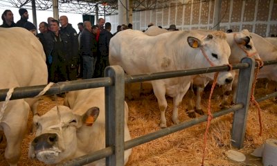 Cuneo, torna la “Mostra Regionale Zootecnica di Quaresima”